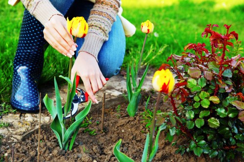 Cricklewood garden care showing seasonal planting and hedge trimming